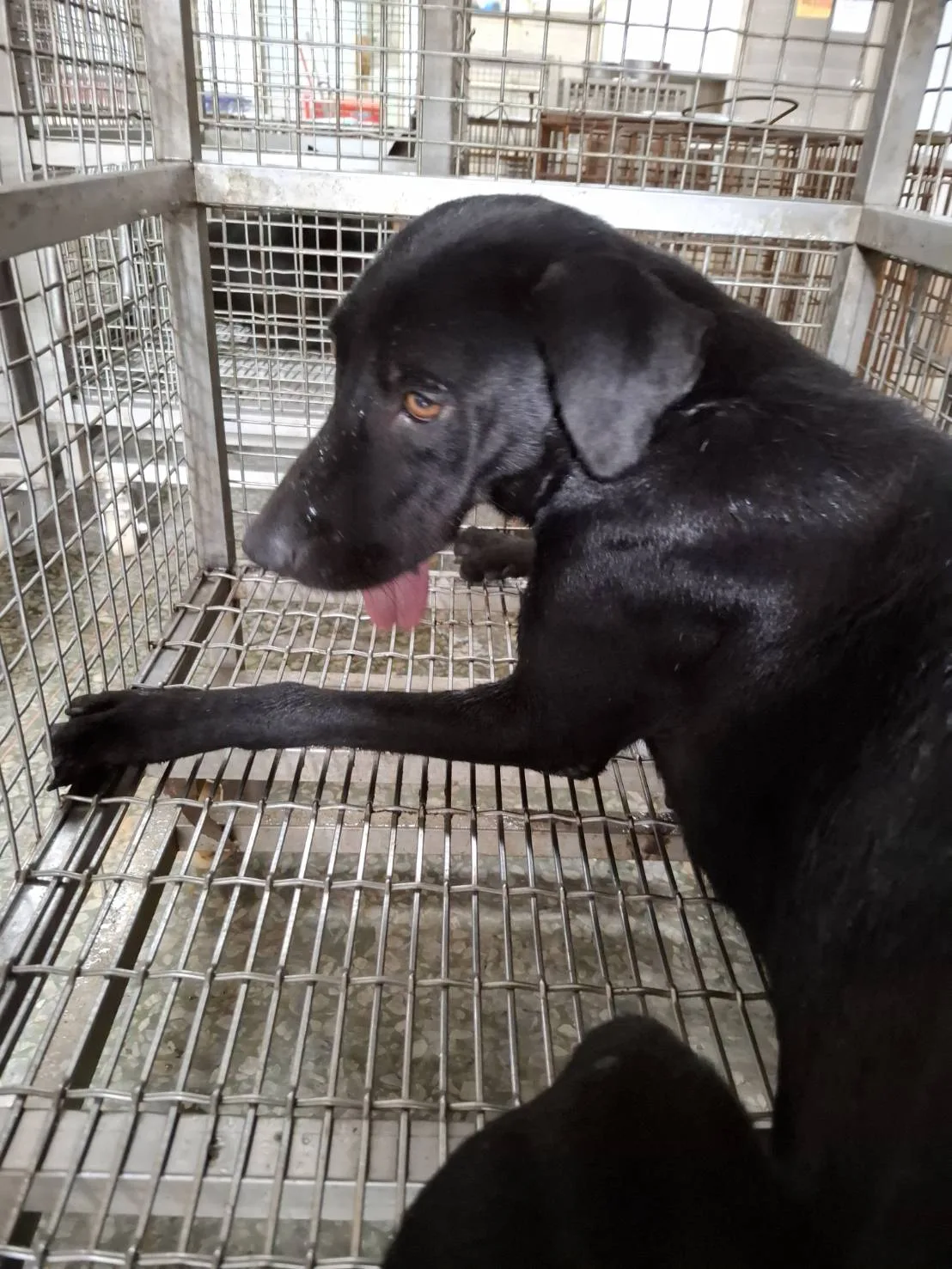 混種犬