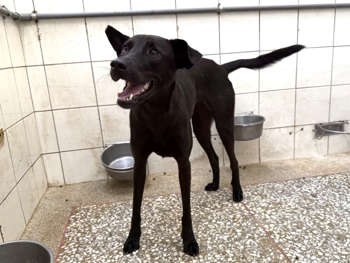 混種犬