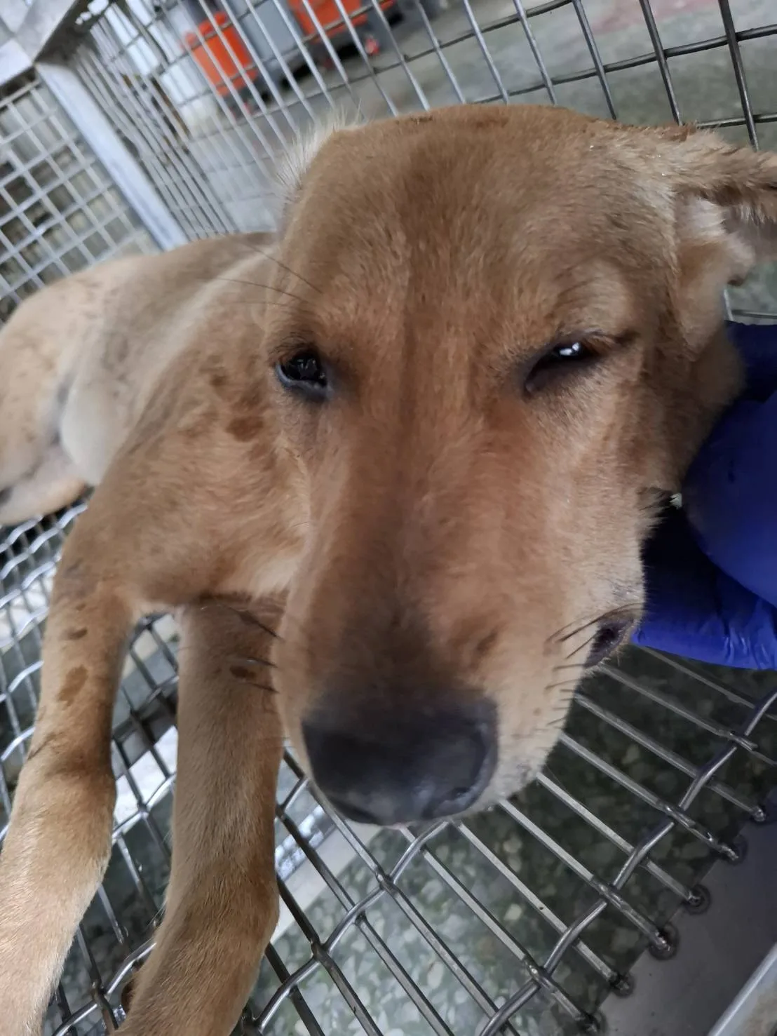 混種犬