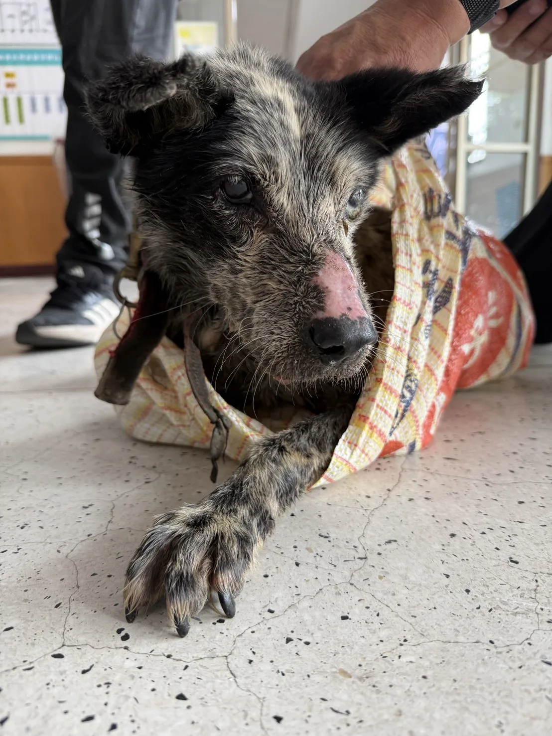 混種犬