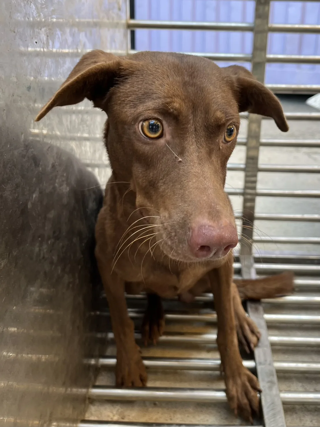 混種犬