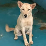 混種犬