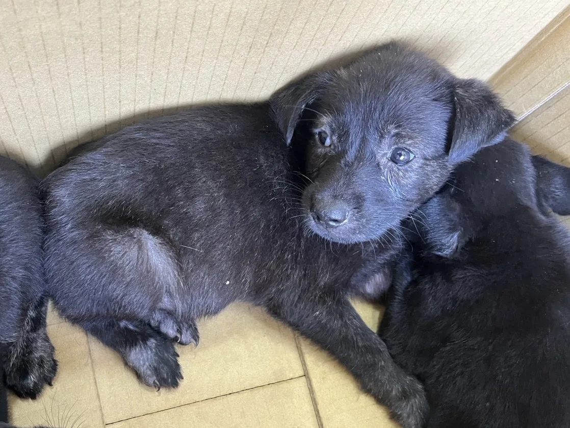 混種犬