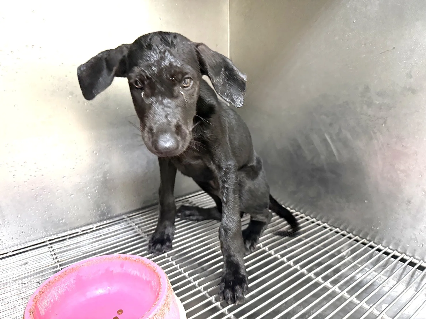 混種犬