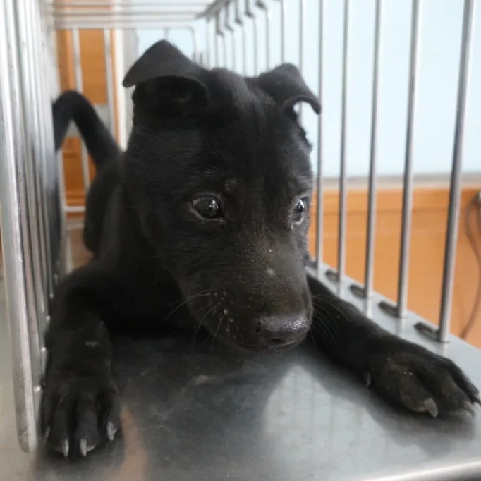 混種犬