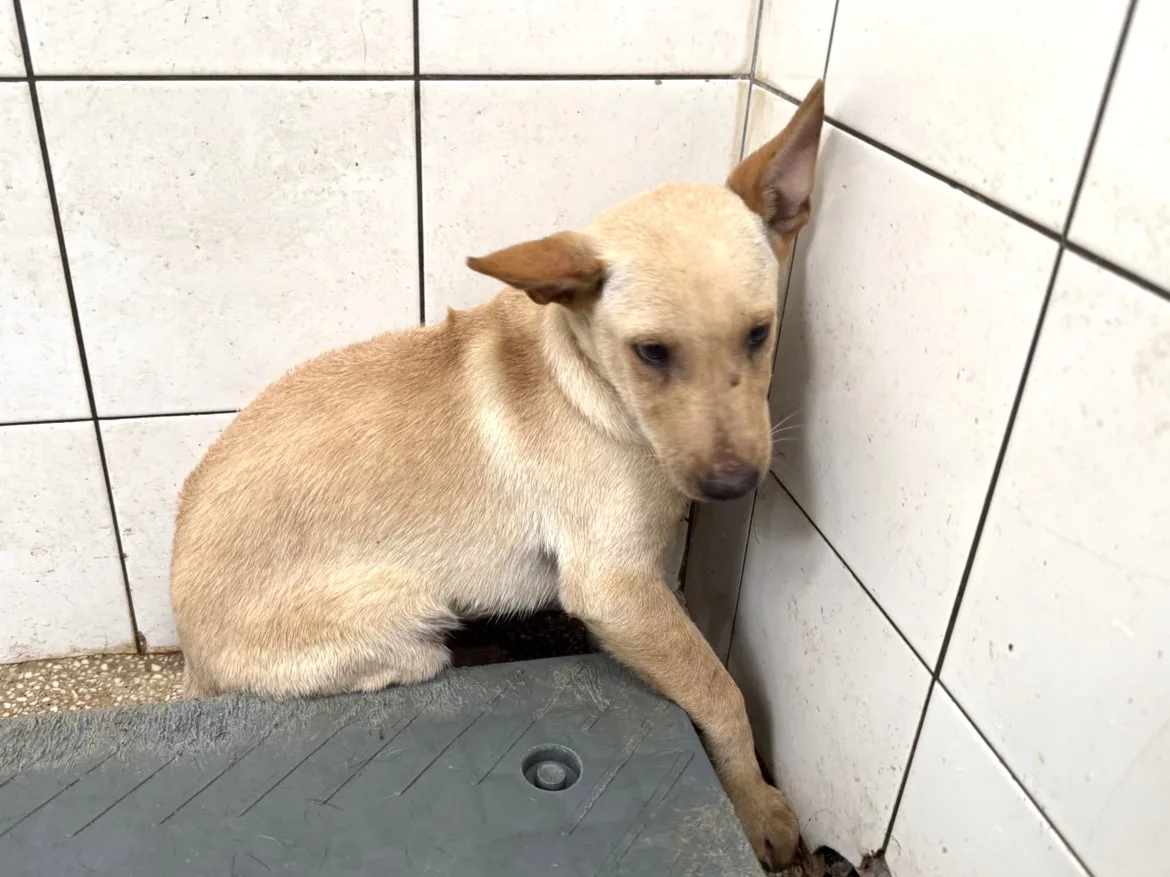 混種犬