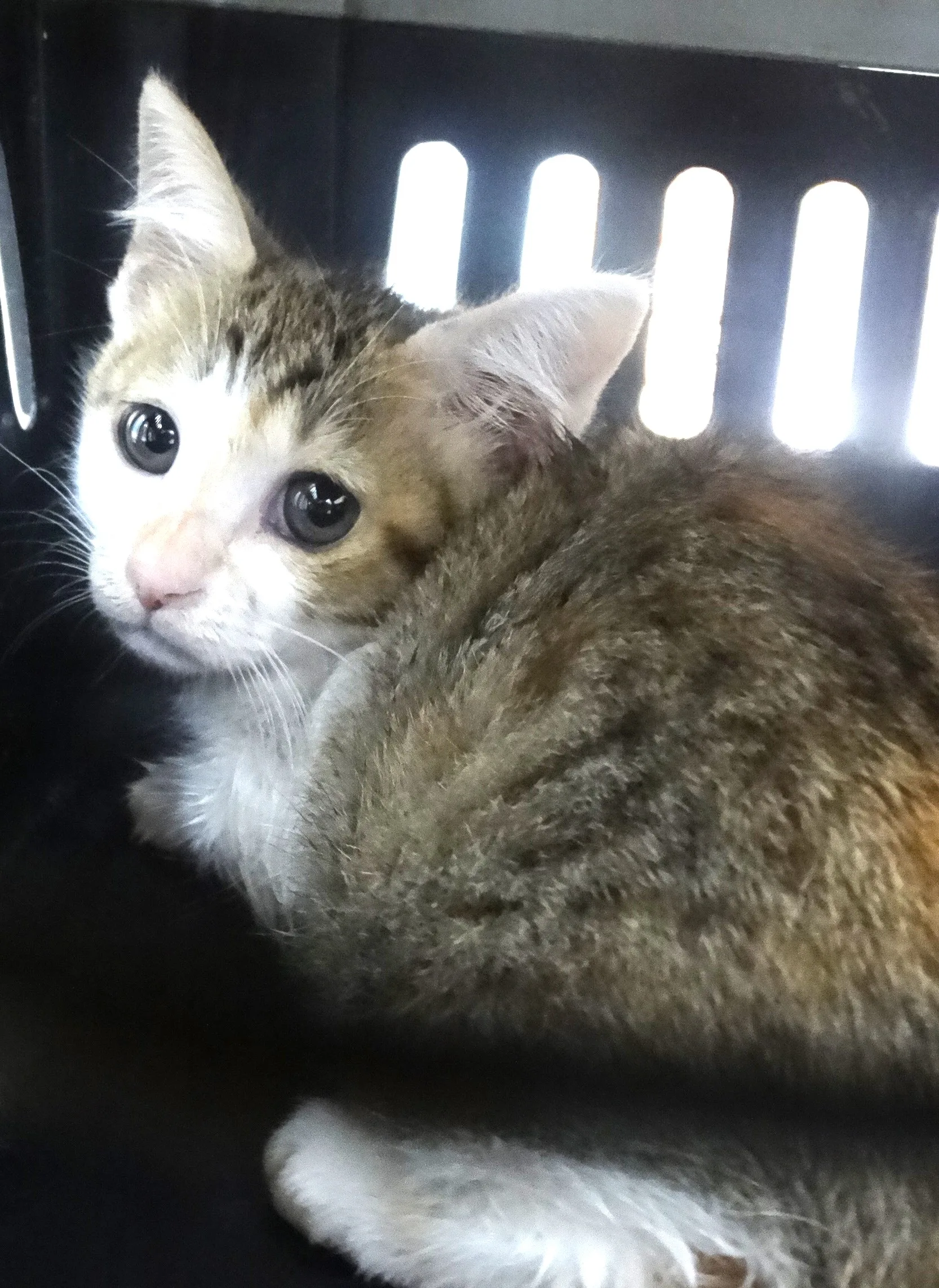 混種貓
