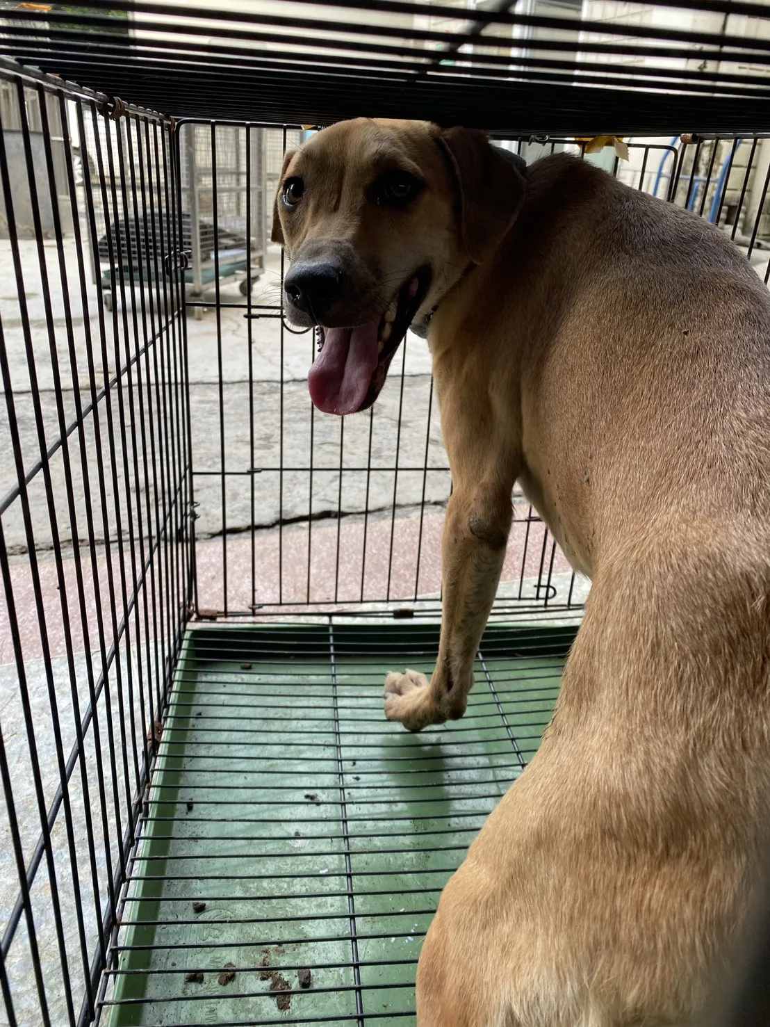 混種犬