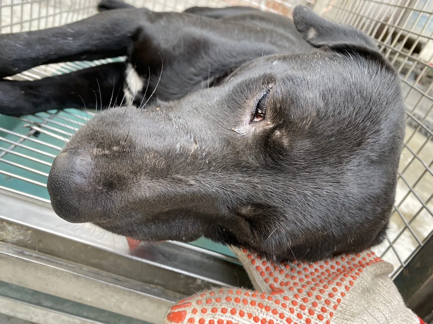 混種犬