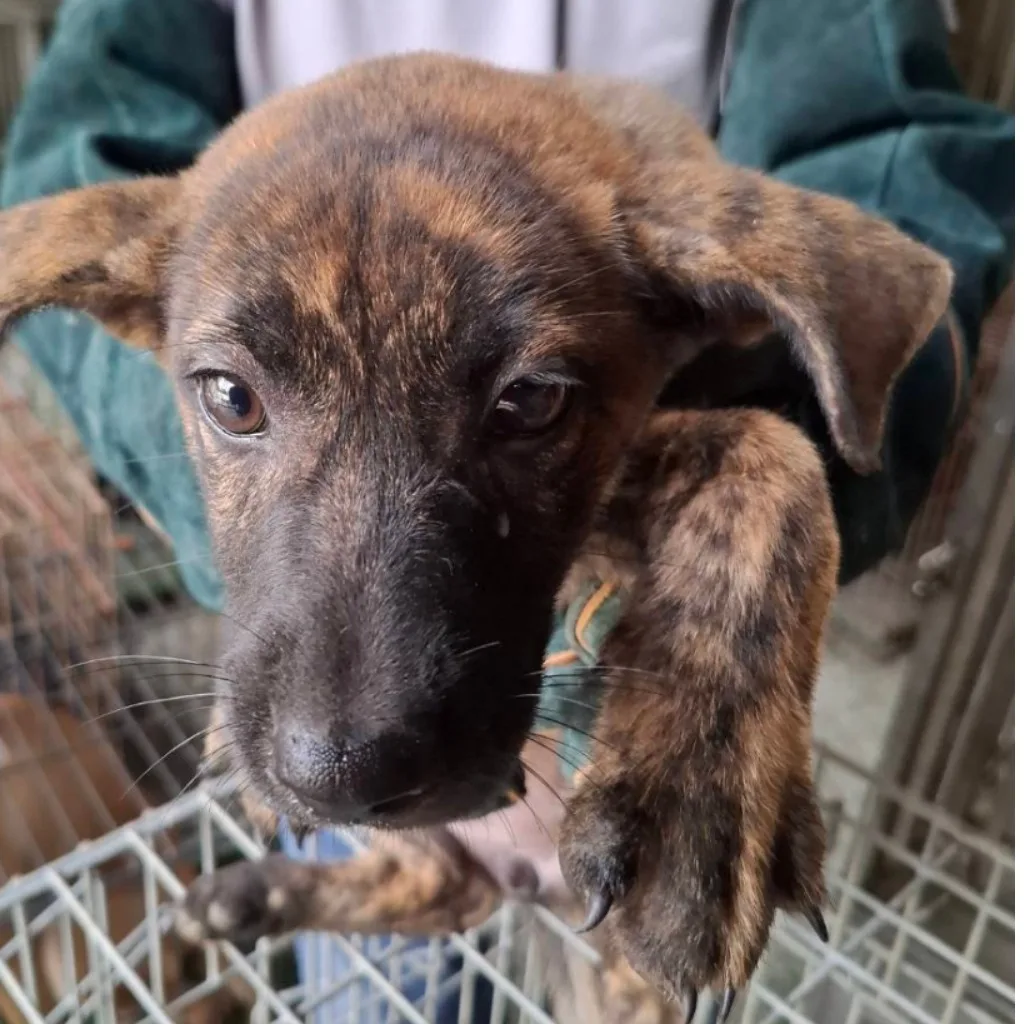 混種犬