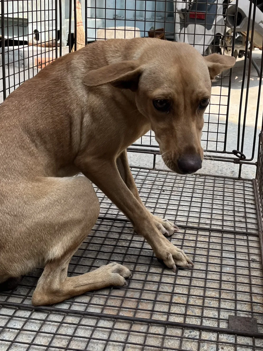 混種犬
