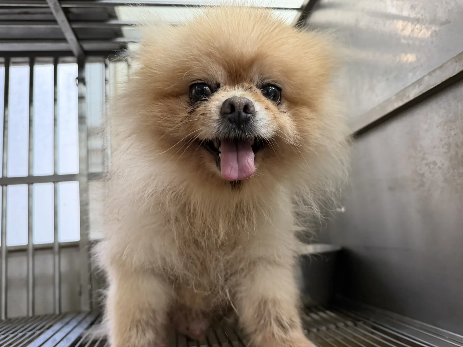混種犬