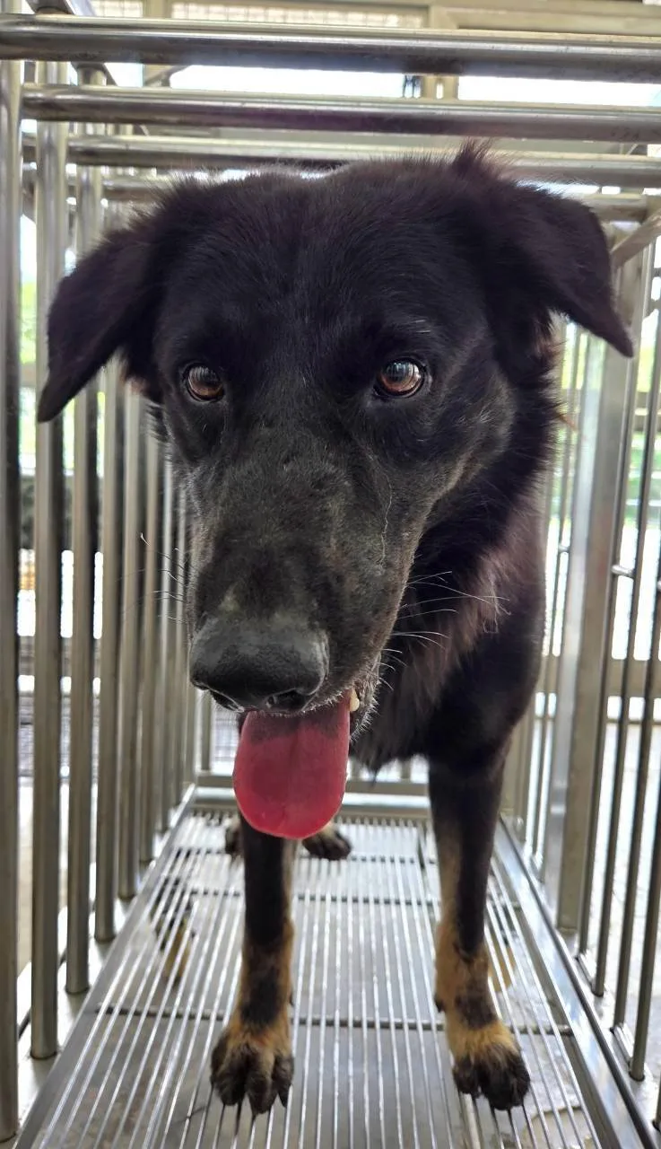 混種犬