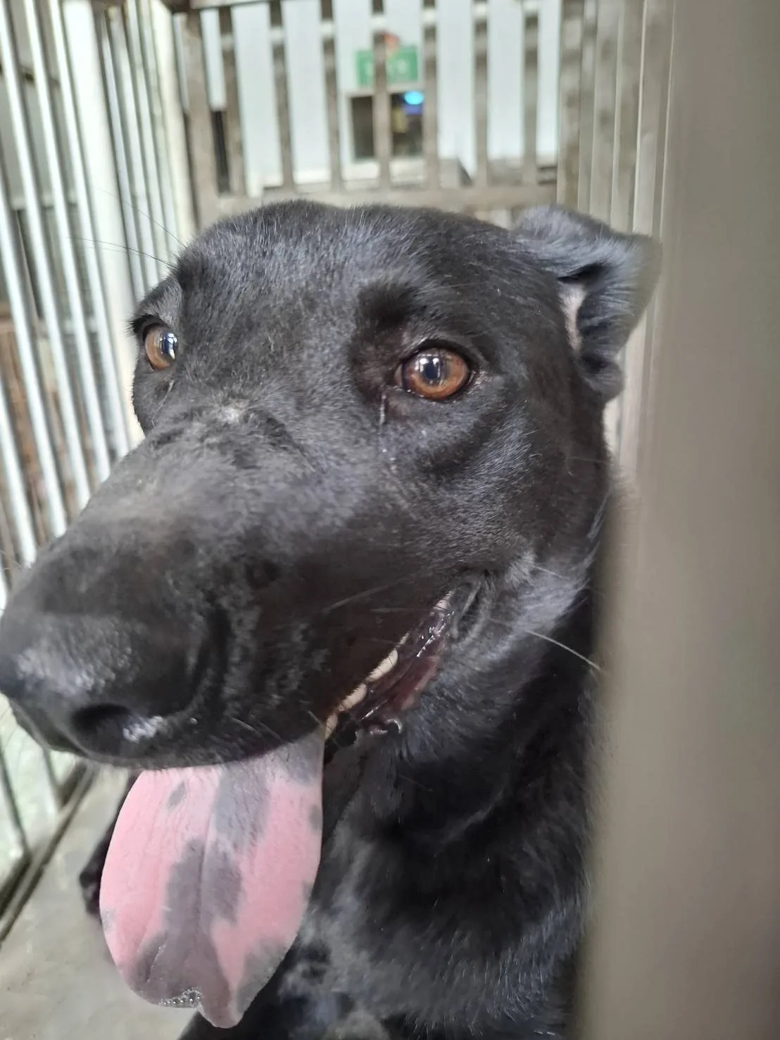 混種犬