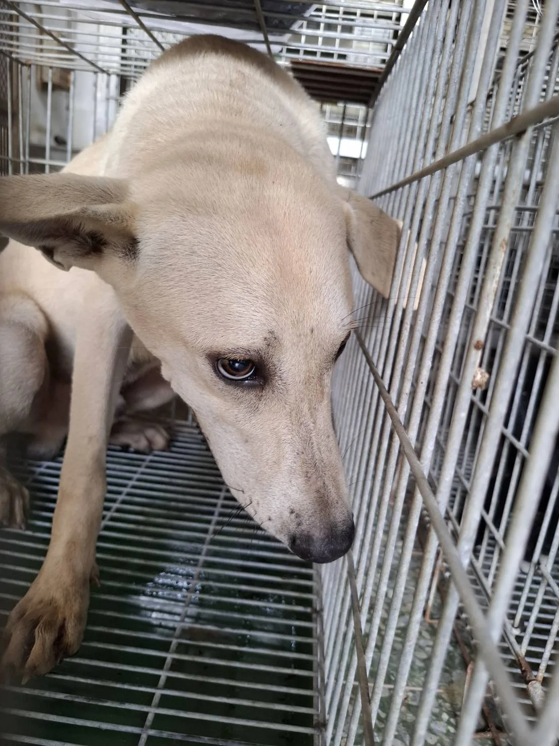 混種犬