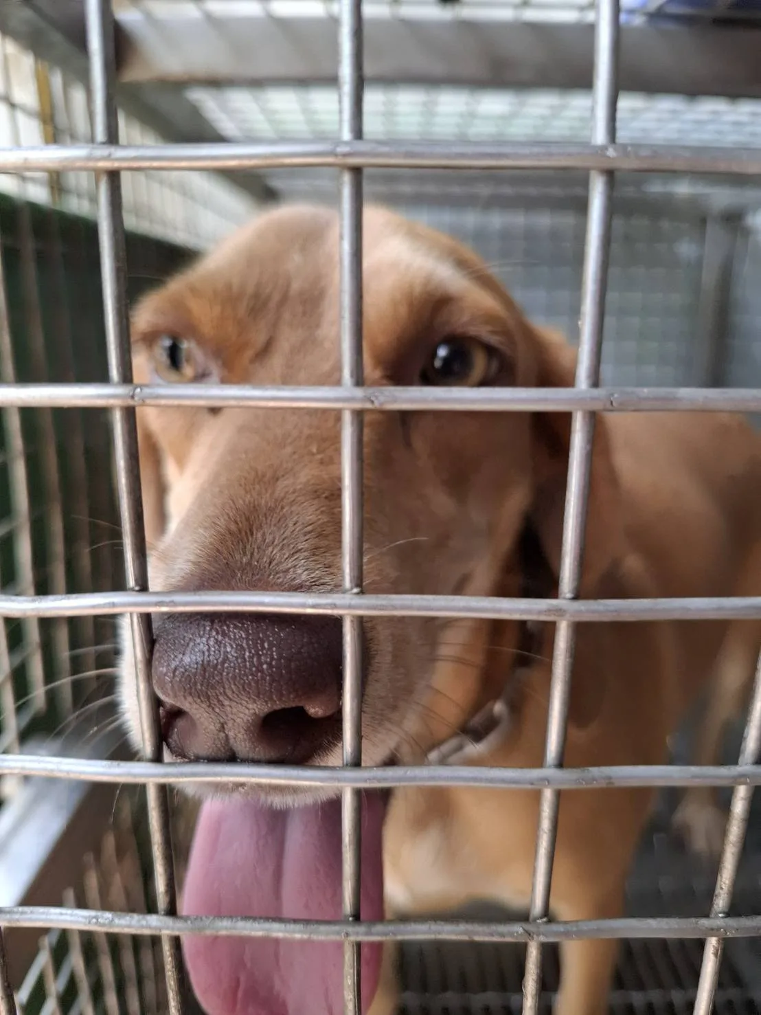 混種犬