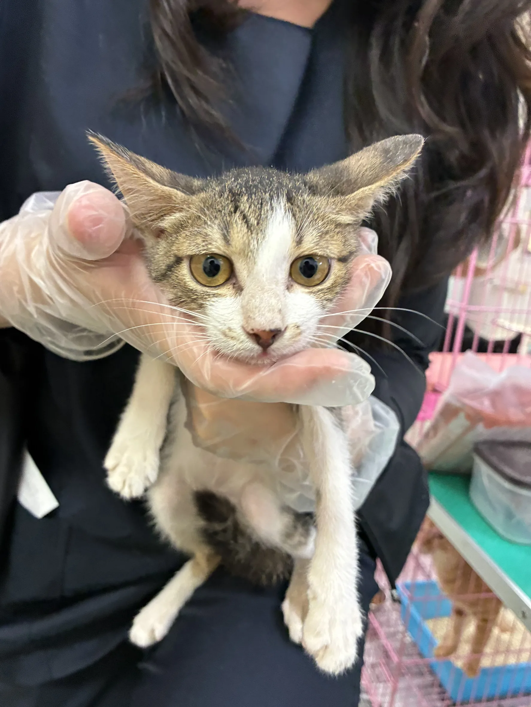 混種貓