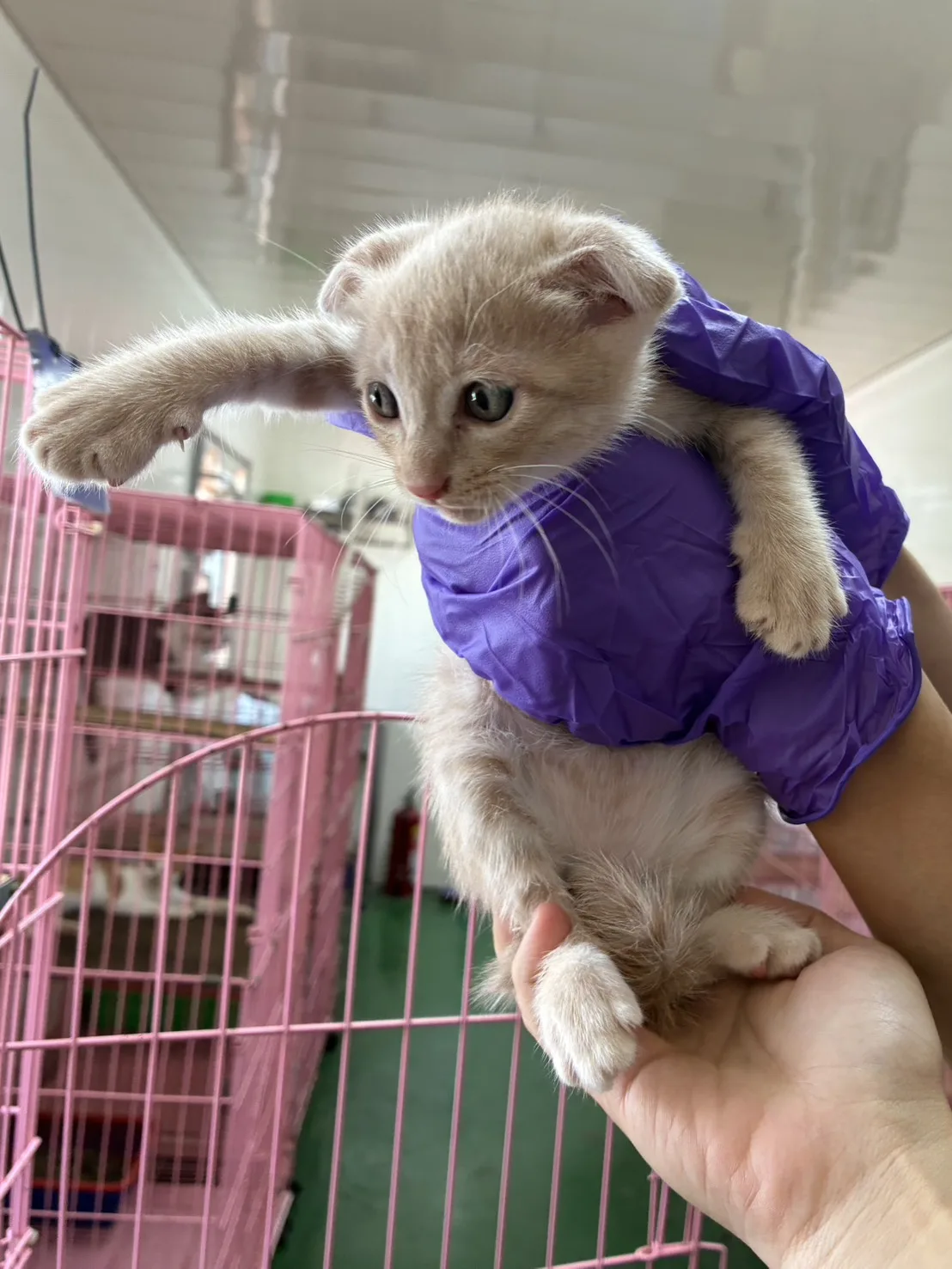 混種貓