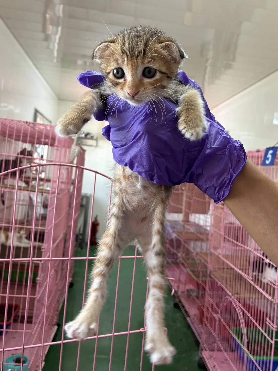 混種貓