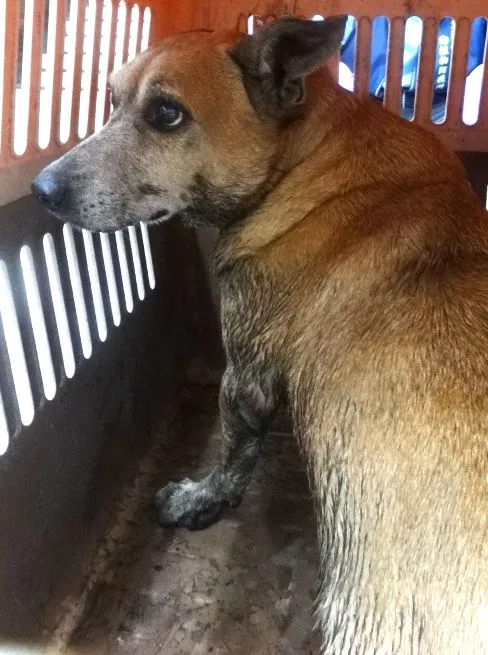 混種犬