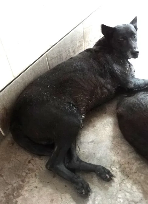 混種犬