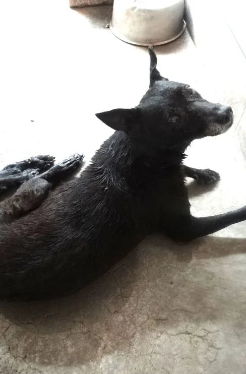 混種犬