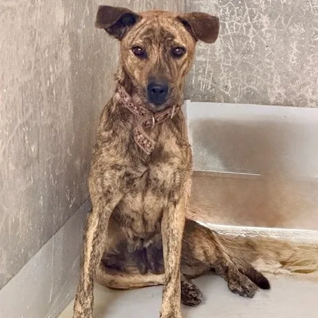 混種犬
