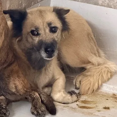混種犬