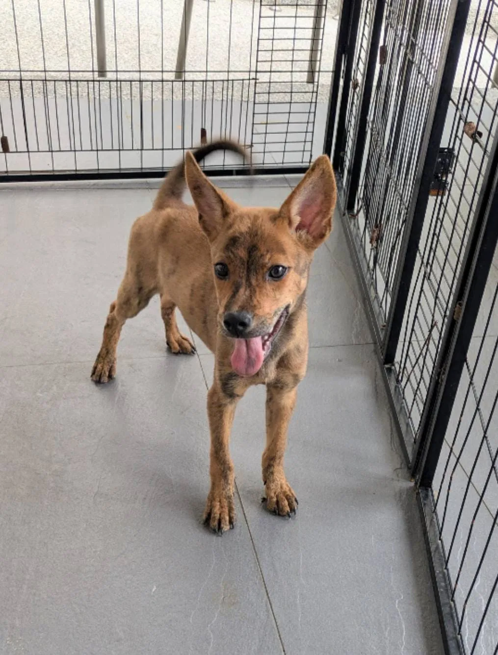 混種犬
