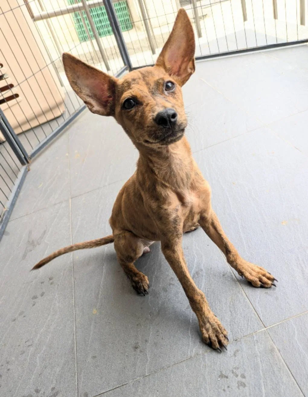混種犬