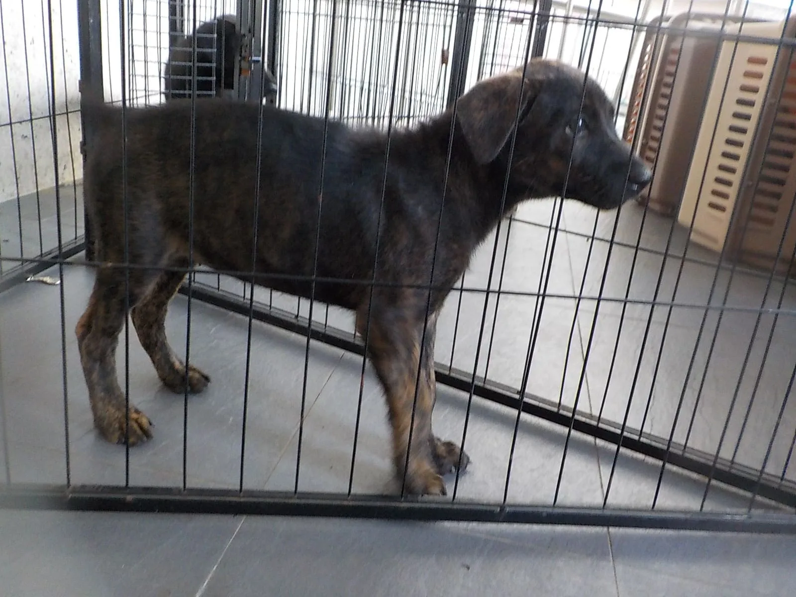 混種犬
