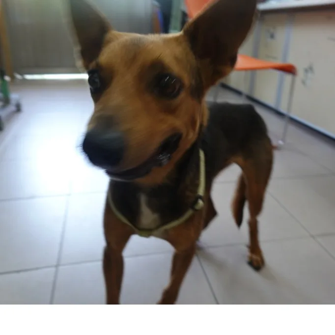 混種犬
