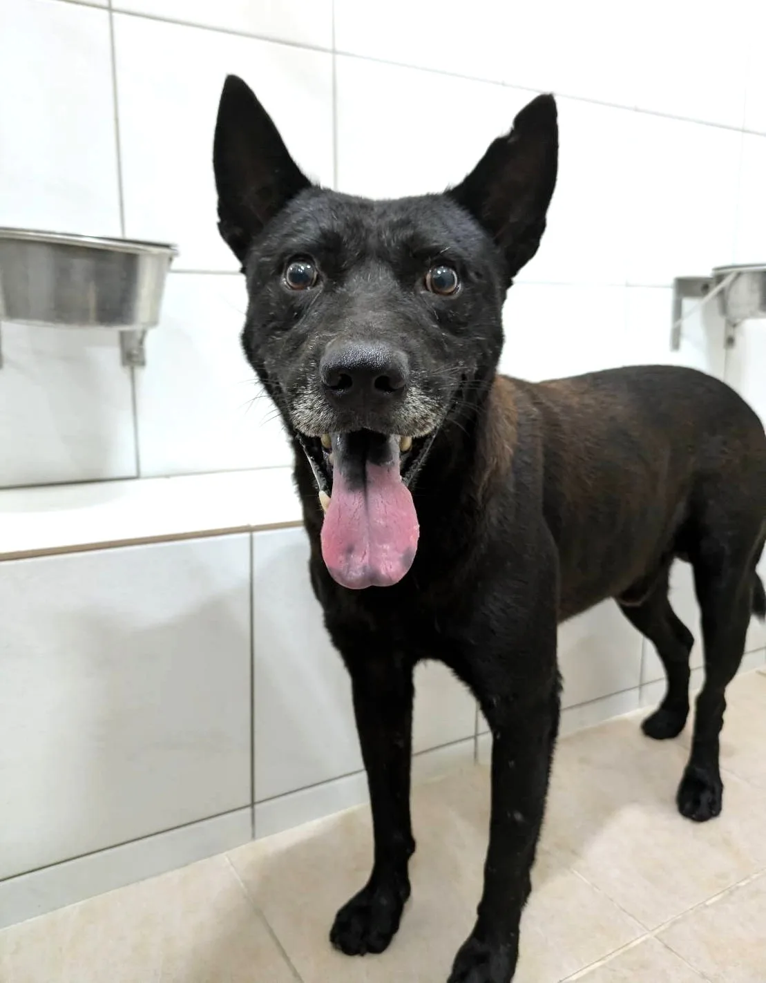混種犬
