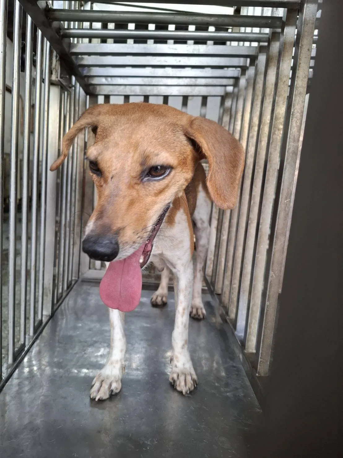 混種犬