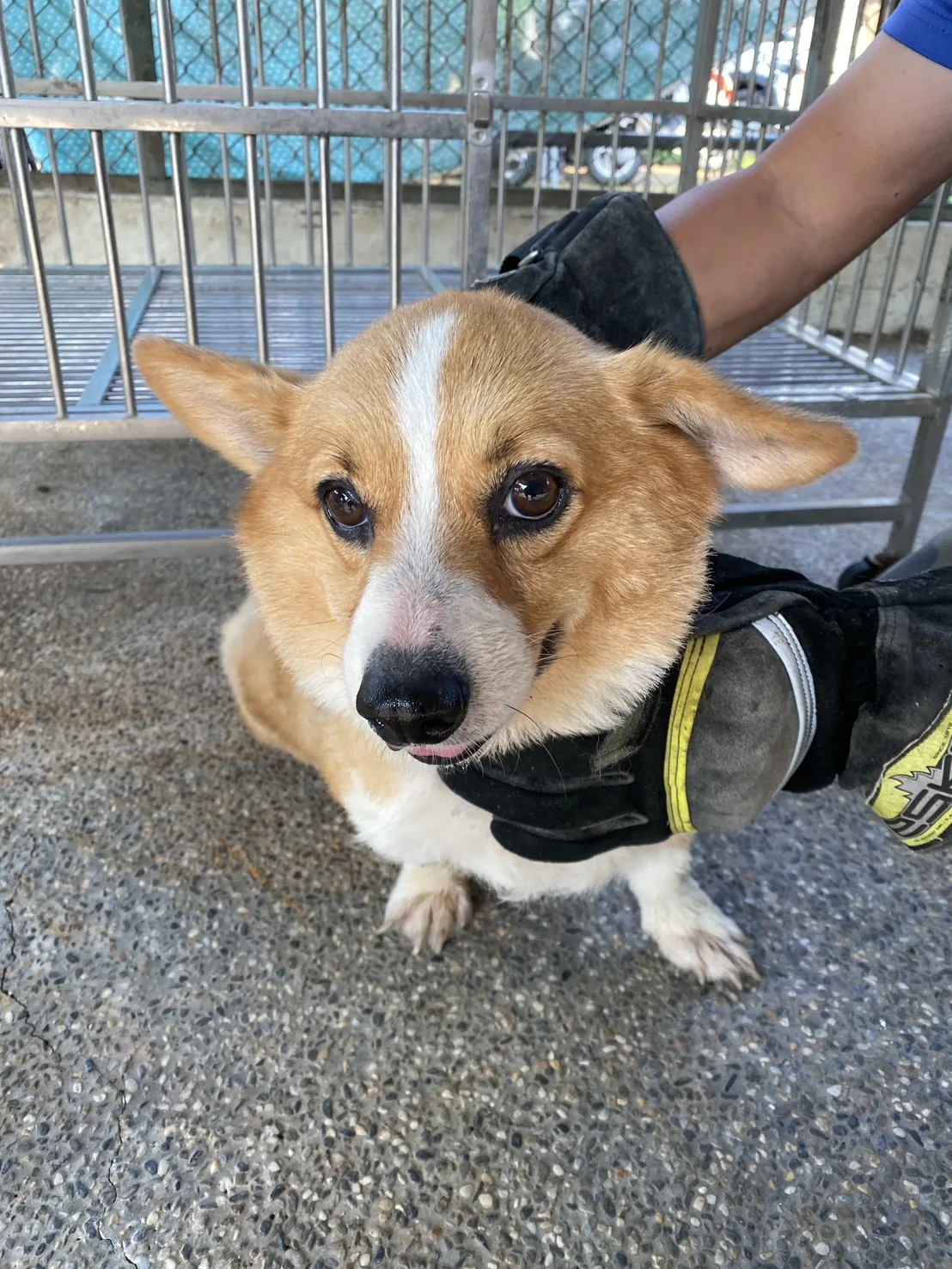 威爾斯柯基犬