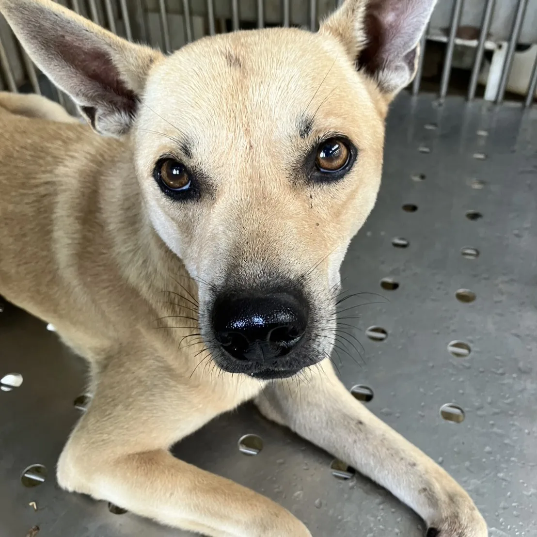 混種犬