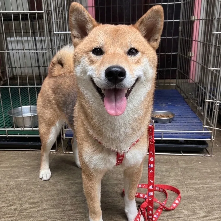 柴犬