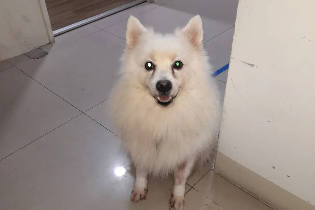 日本狐狸犬