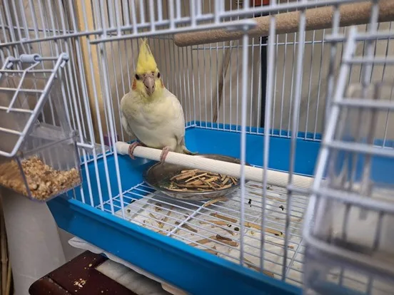 玄鳳鸚鵡