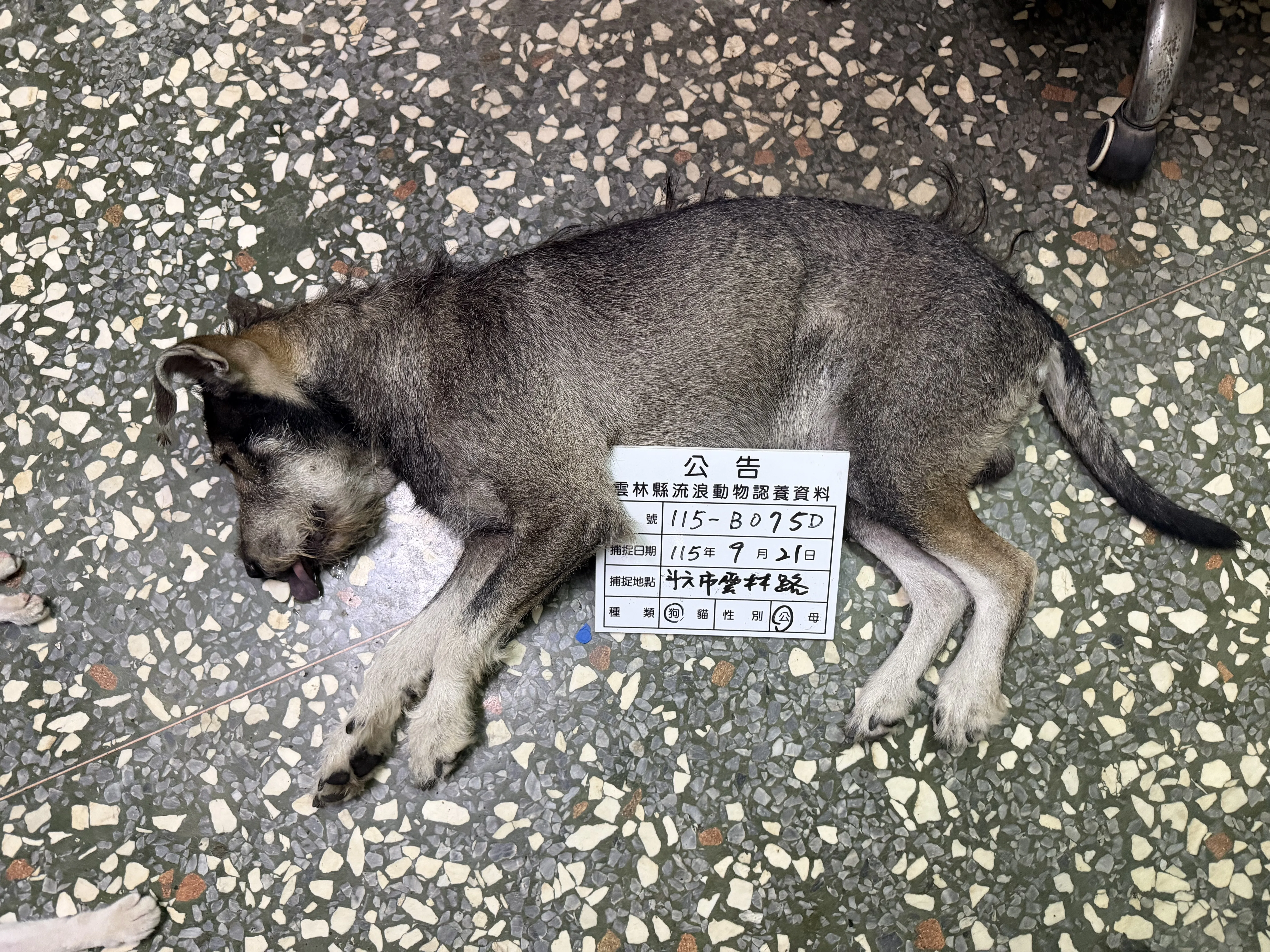 混種犬