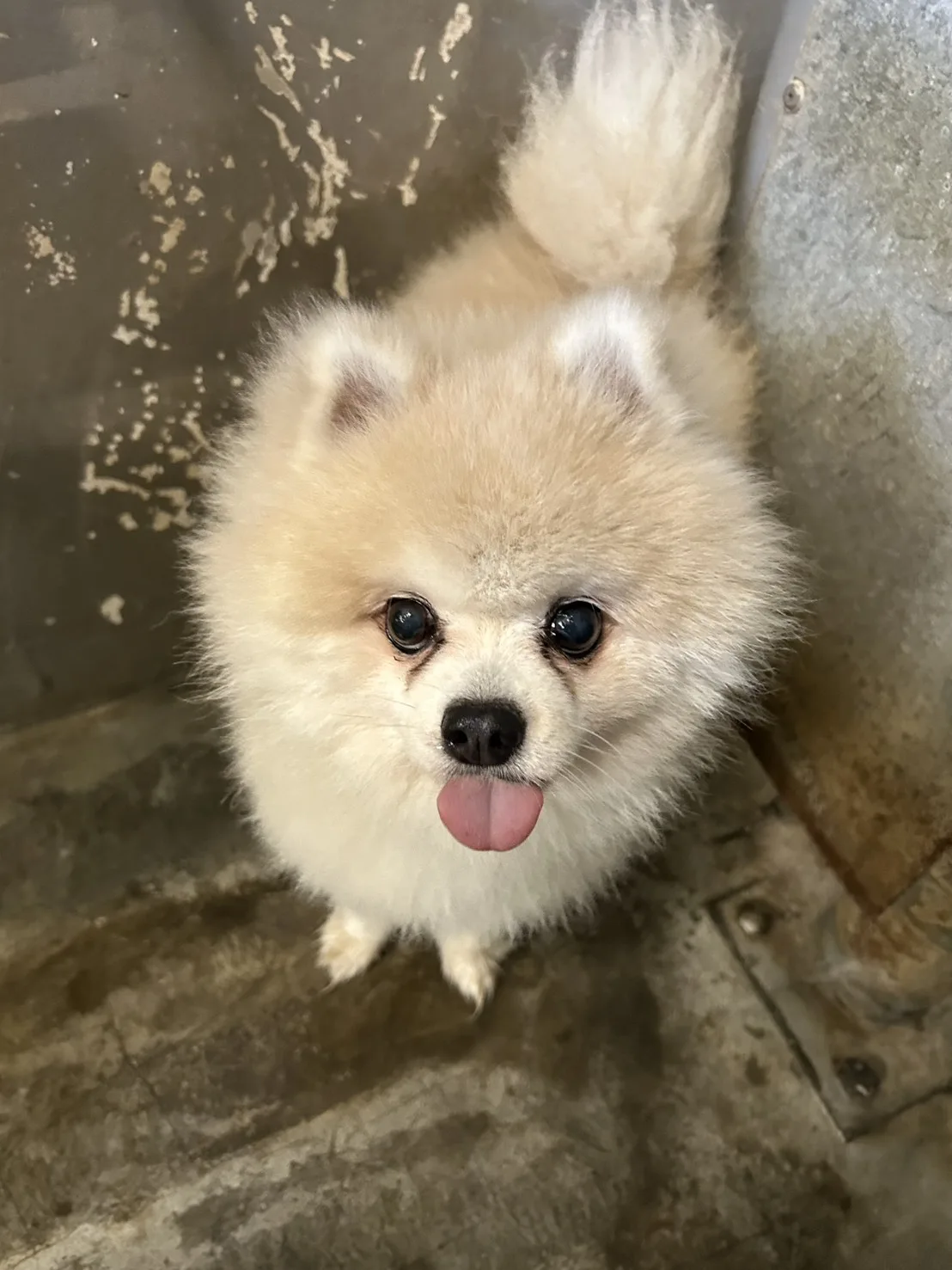 混種犬