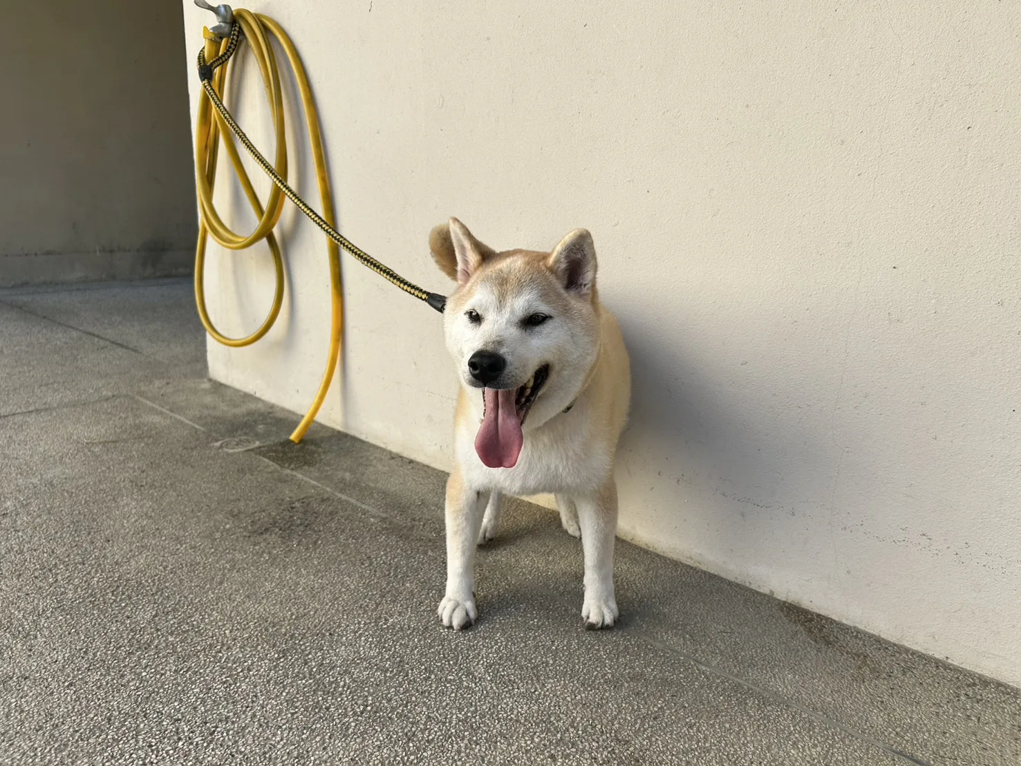 柴犬