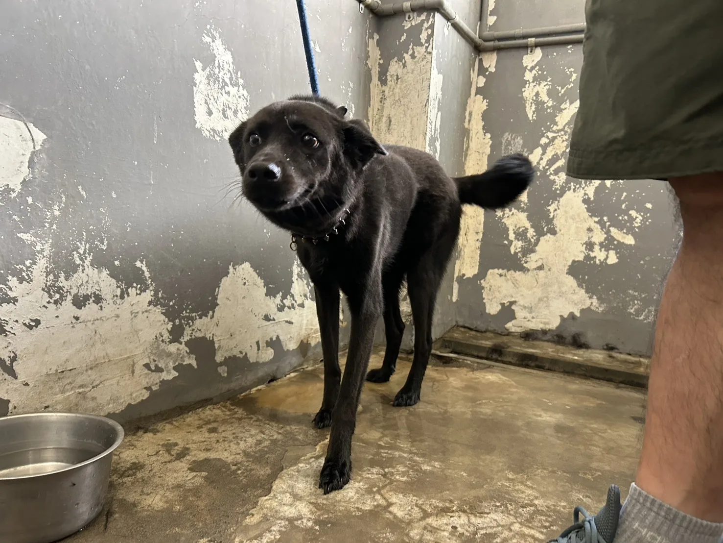 混種犬