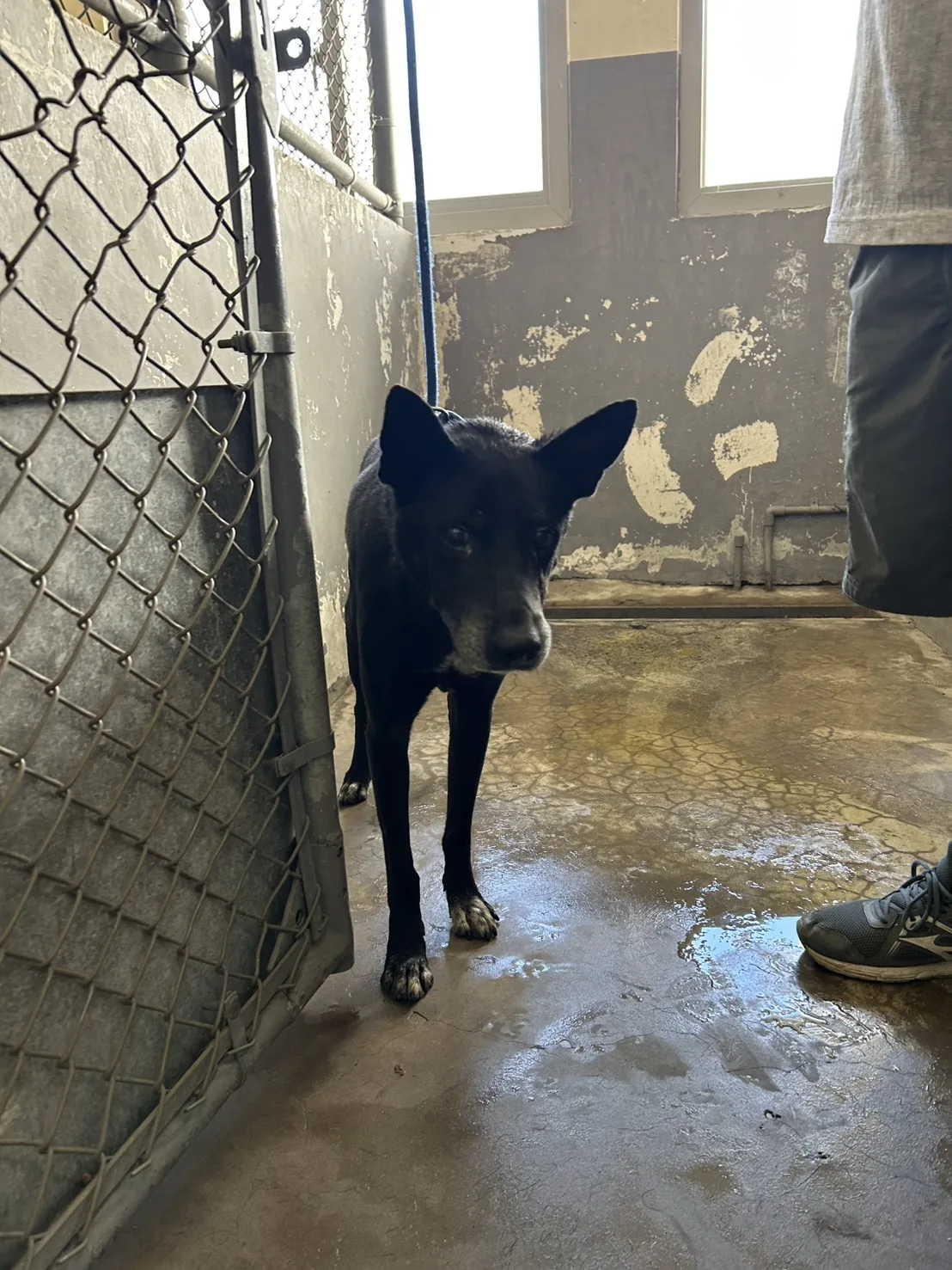 混種犬