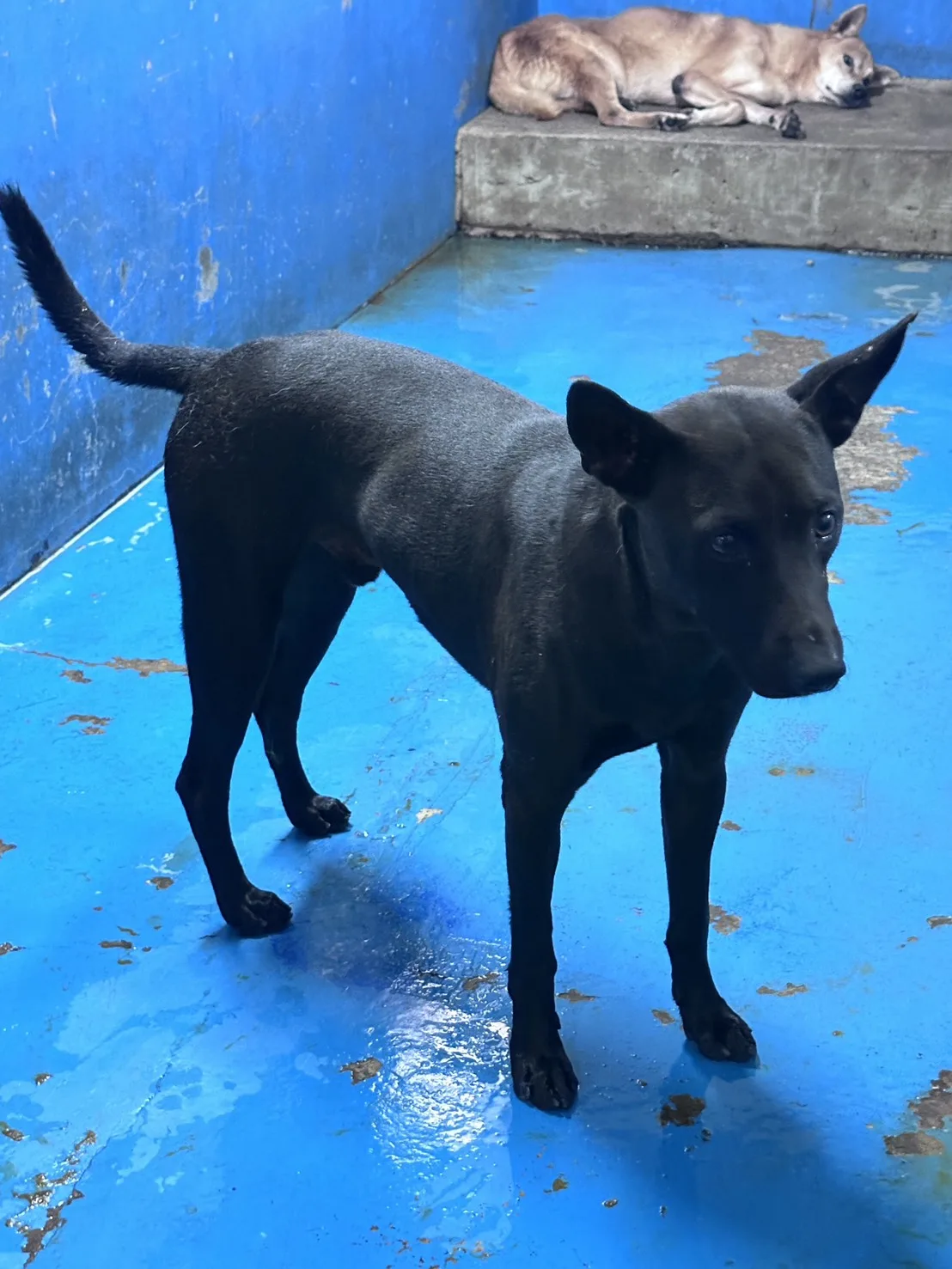 混種犬