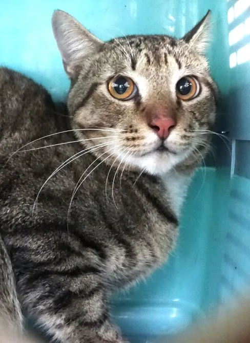 混種貓