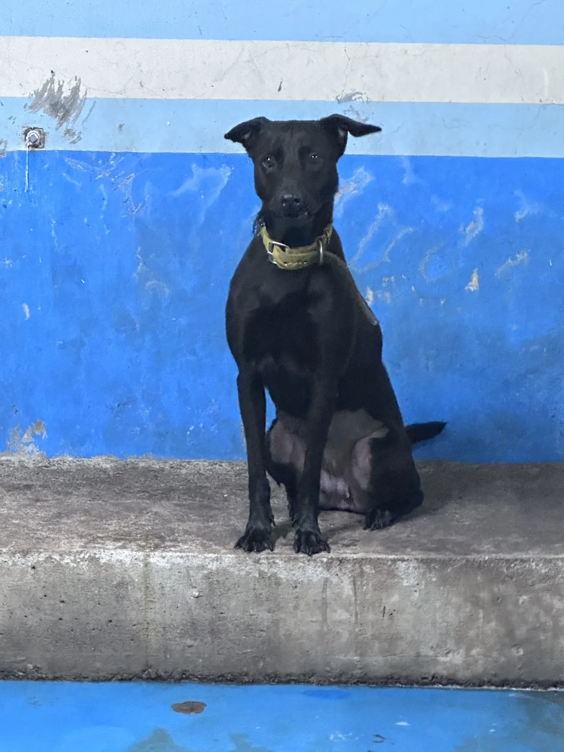 混種犬