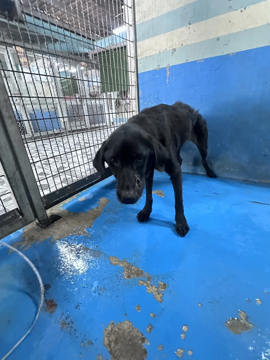 混種犬