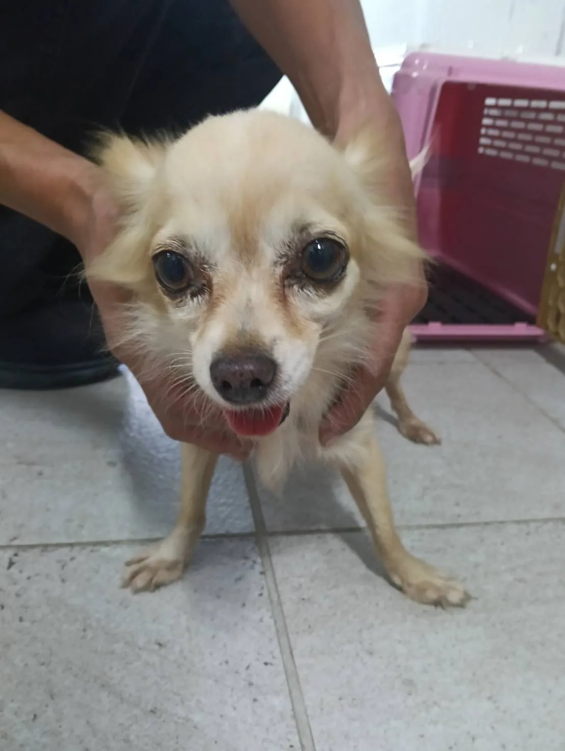 吉娃娃犬