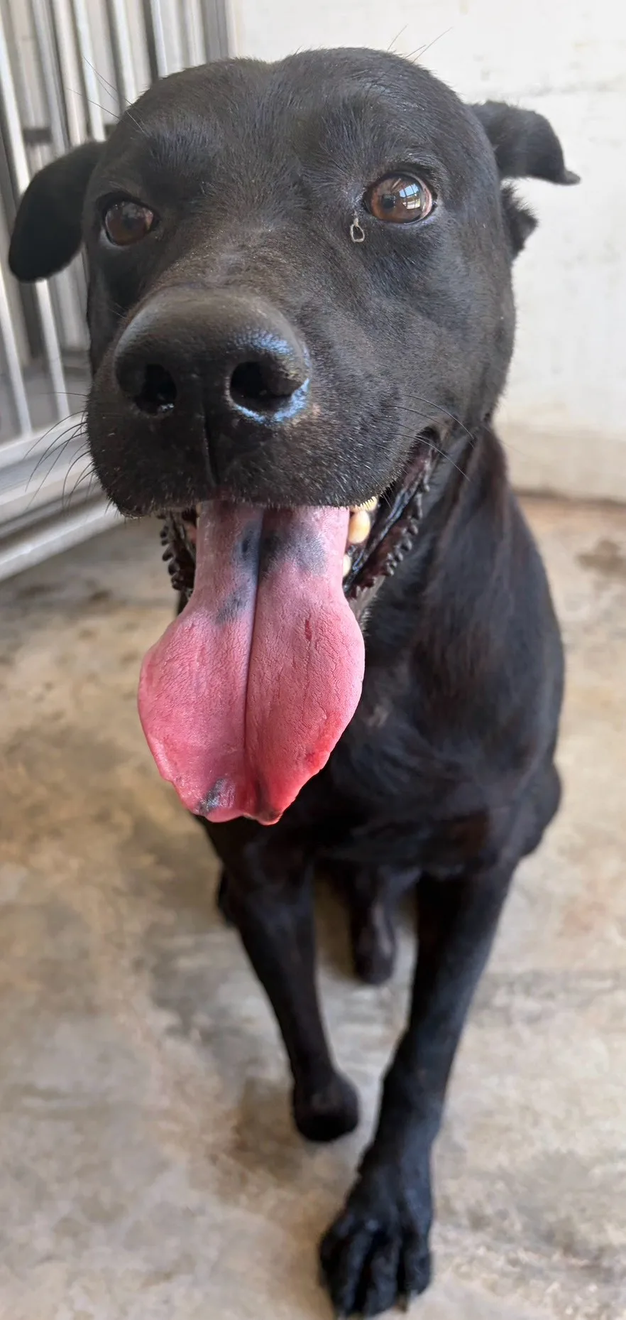 混種犬